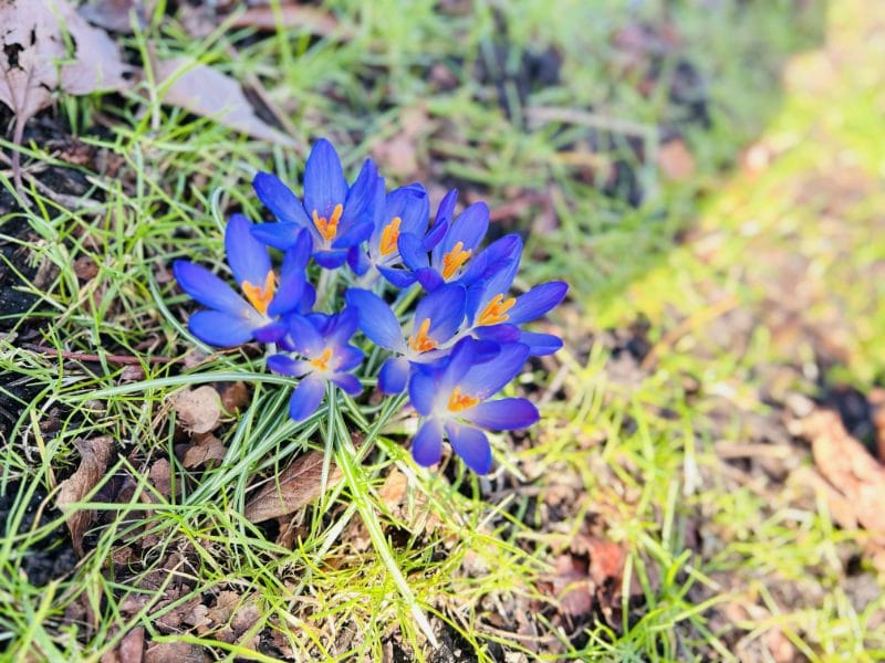 冒出的野花 冒出的野花(英格兰路边的紫色野花)