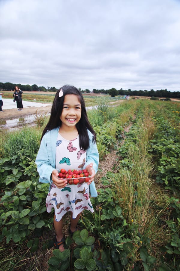 疯猴子在格雷农场的战利品 疯猴子在格雷农场的战利品 (一位身穿白色蝴蝶连衣裙的小女孩,在草莓田里手提新鲜草莓,背景有游客采摘草莓,天空阴云密布)