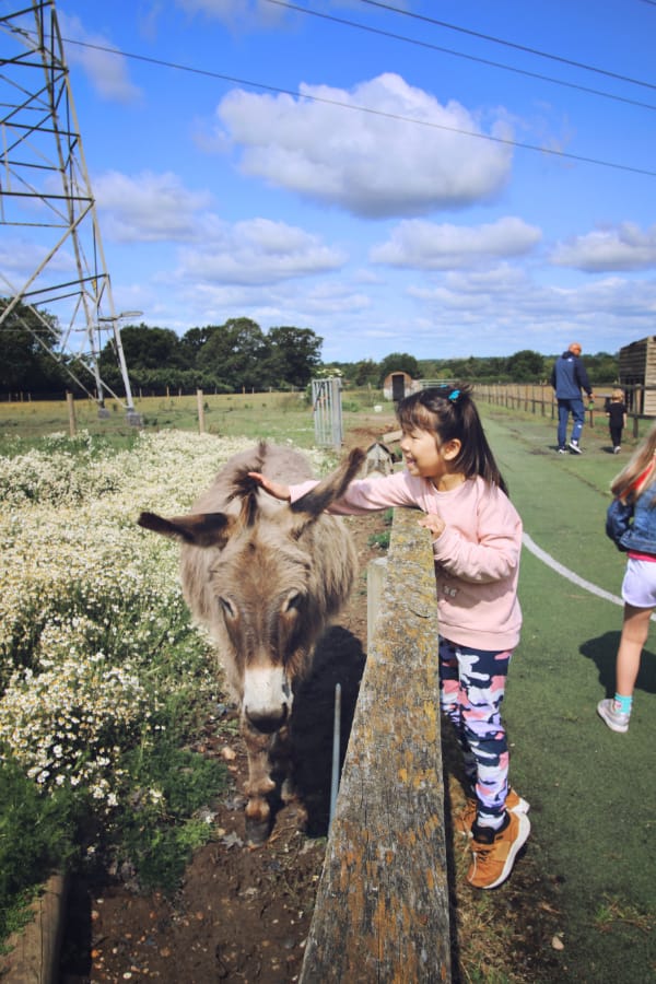面包脸在洛克内农场近距离接触驴子的体验 面包脸在洛克内农场近距离接触驴子的体验 (一个穿粉色卫衣的小女孩在农场木栅栏旁抚摸一只棕白色驴子,背景是蓝天和田野)