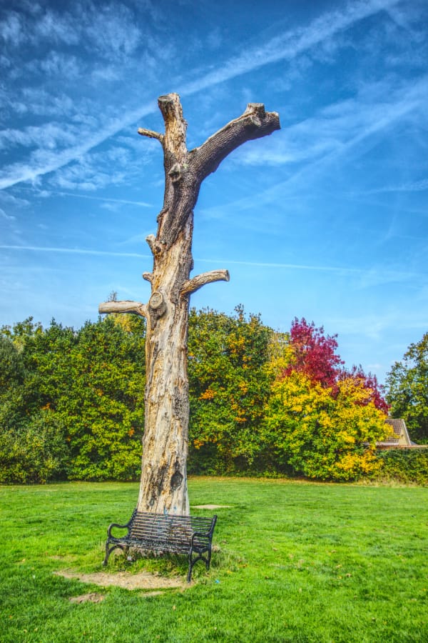 孤树探秋景 孤树探秋景 (前景一截枯树干立在草地上,树下黑色长椅临裸土,背景是秋色斑斓的林带与蓝天白云)